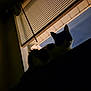 cat, silhouette, window, blinds, shadow, dark, indoor, pet, feline, quiet, mysterious, light, contrast, animal, resting, still, black_and_white, home, evening