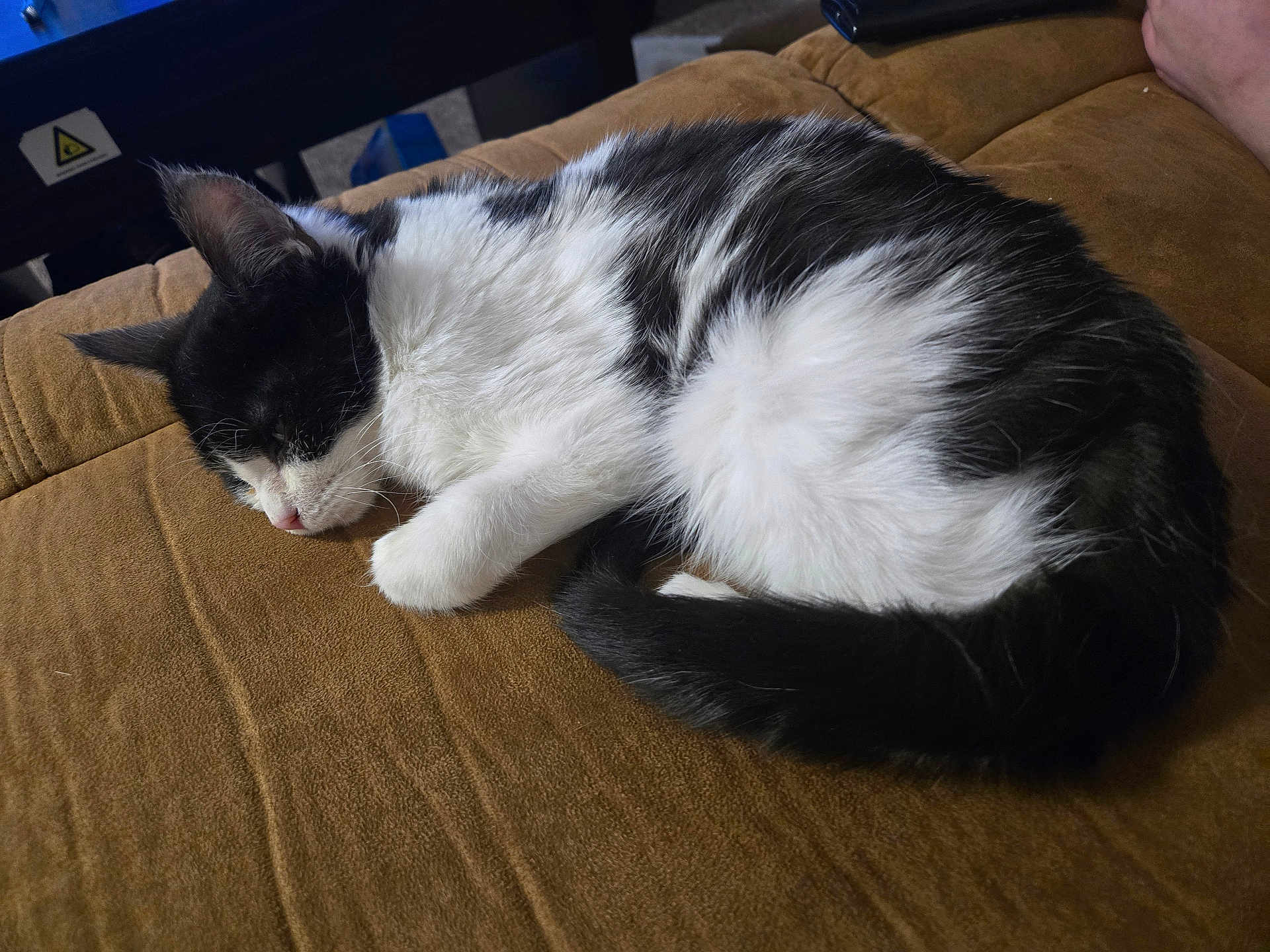 Zuko is registered to the contest to win money with this photo: cat, sleeping, black_and_white, fur, pet, domestic_animal, cushion, indoor, resting, cute, animal, whiskers, tail, paw, relaxation, cozy, soft, feline, home, nap
