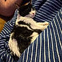 Zuko is registered to the contest to win money with this photo: cat, black_and_white, striped_blanket, person_arm, indoor, resting, pet, feline, cozy, comfort, sleepy, domestic_animal, fur, paw, closeup, soft_texture, relaxation, striped_pattern, home, animal