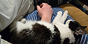 Zuko joined the competition — help win amazing prizes! cat, black_and_white, striped_clothing, lap, resting, relaxed, person, arm, furry, pet, indoor, comfort, casual, plaid_pants, couch, brown_cushion, sleeping, animal, fur, home