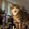 Speck is registered to the contest to win money with this photo: animal, blurred_background, cat, closeup, curious, cute, domestic, feline, green_eyes, house, indoor, mammal, meowing, paws, pet, portrait, striped_fur, tabby, warm_lighting, whiskers