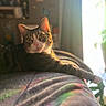 Speck is registered to the contest to win money with this photo: animal, blanket, blurred_background, cat, closeup, cozy, ears, feline, home, indoor, lounge, paw, pet, portrait, relaxing, soft, sunlight, tabby, warm_light, whiskers