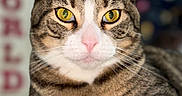 Speck is registered to the contest to win money with this photo: animal, cat, close_up, cute, domestic_cat, feline, focused, fur, indoor, mammal, paw, pet, pink_nose, portrait, reflection, relaxed, resting, tabby, whiskers, yellow_eyes