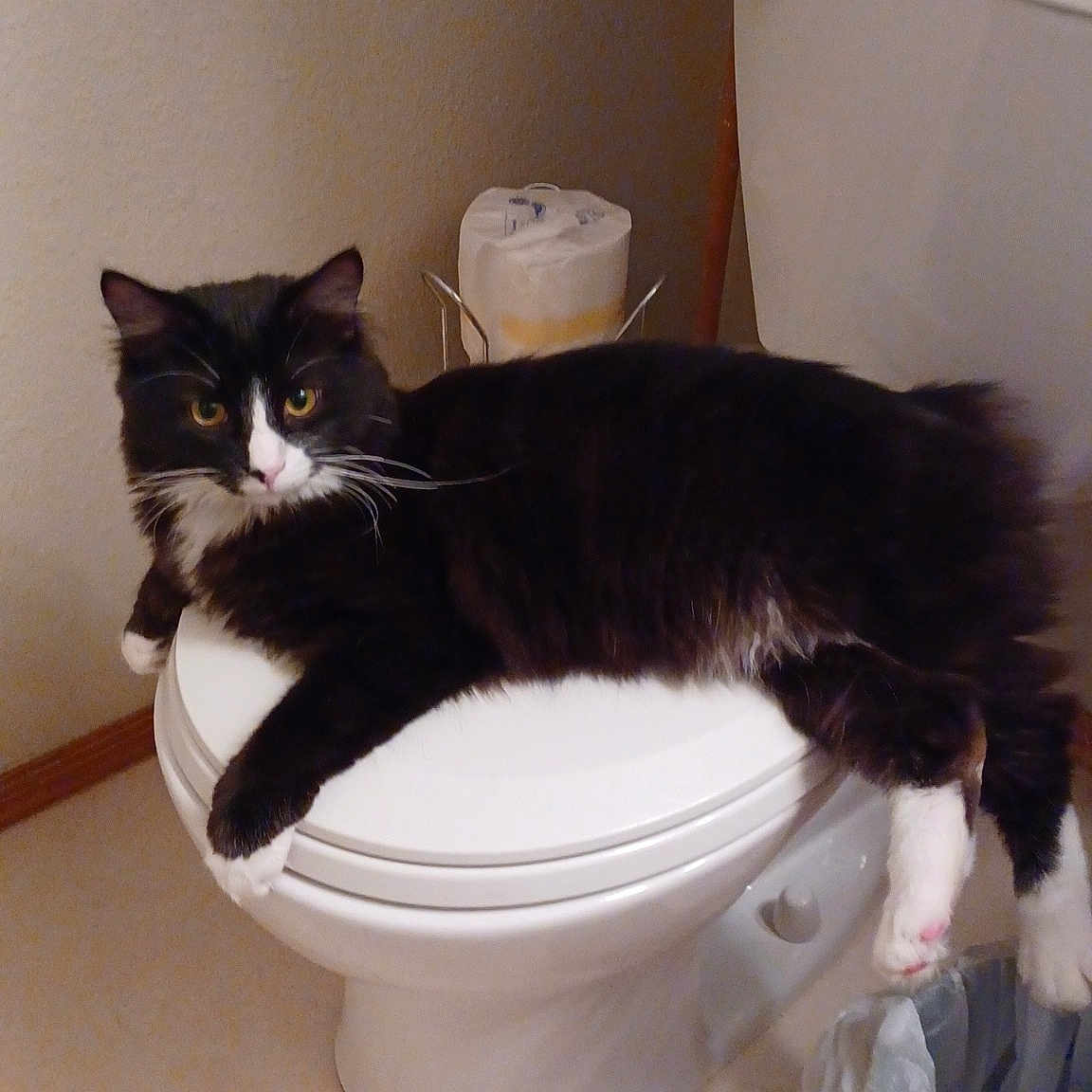 Salmon joined the competition — help win amazing prizes! bathroom, bathroom_accessory, carnivore, cat, comfort, domestic_short_haired_cat, felidae, floor, flooring, hardwood, household_supply, mammal, pet_supply, plumbing, plumbing_fixture, small_to_medium_sized_cats, tail, toilet, vertebrate, whiskers