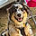 Balto