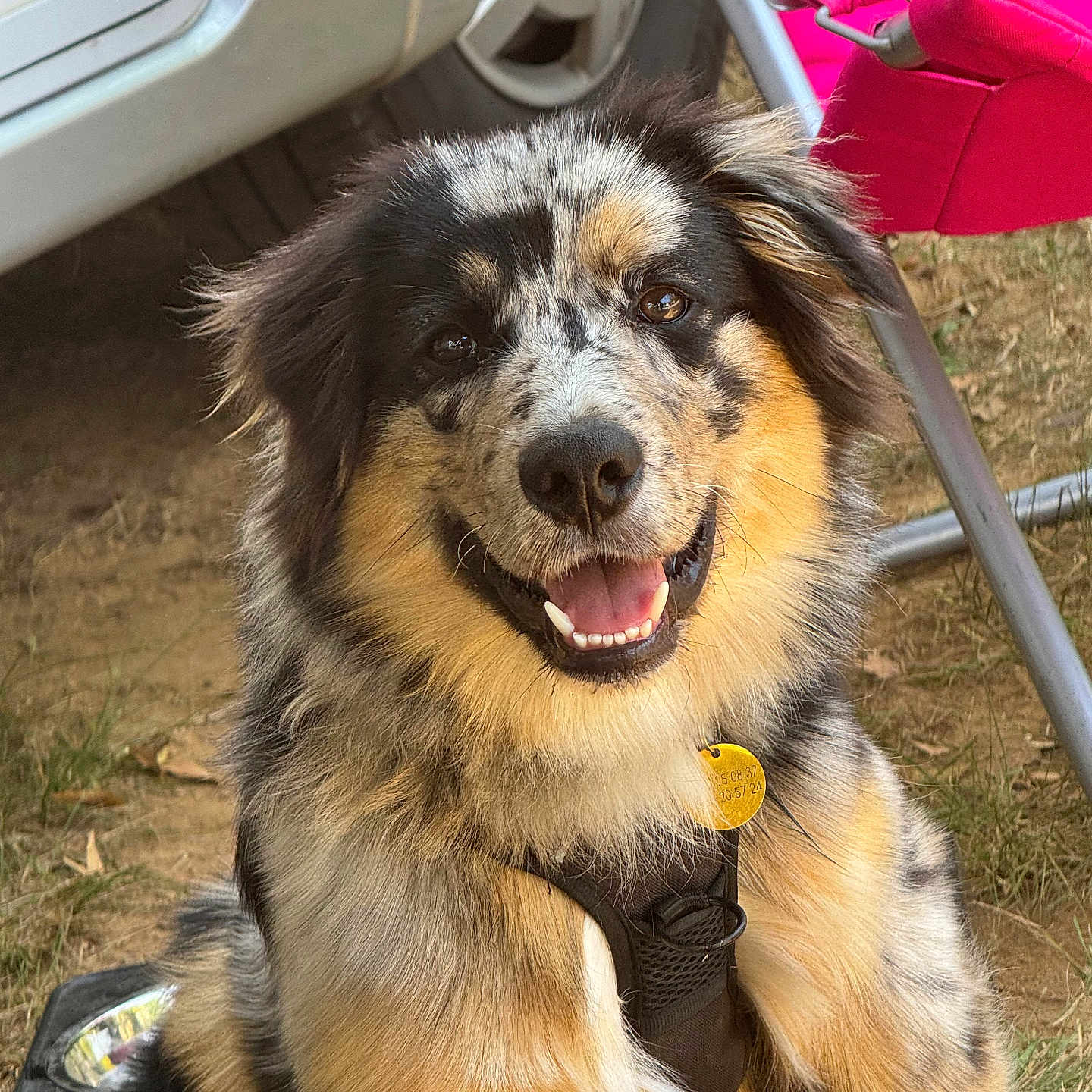 Balto