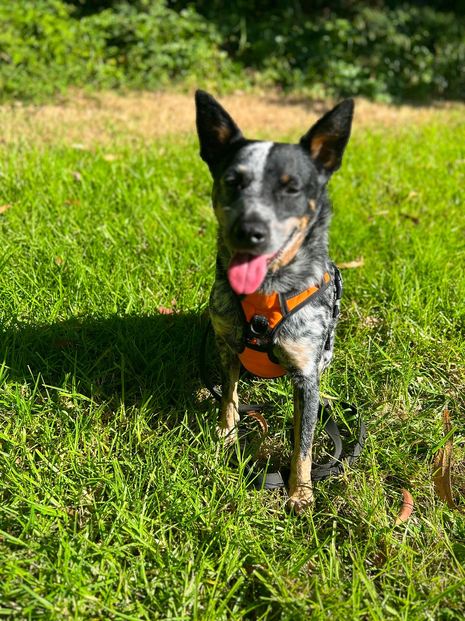 Sparrow is registered to the contest to win money with this photo: adventure, canidae, carnivore, companion_dog, dog, dog_breed, dog_supply, fawn, grass, grassland, groundcover, guard_dog, herding_dog, plant, recreation, snout, tail, whiskers, working_animal, working_dog