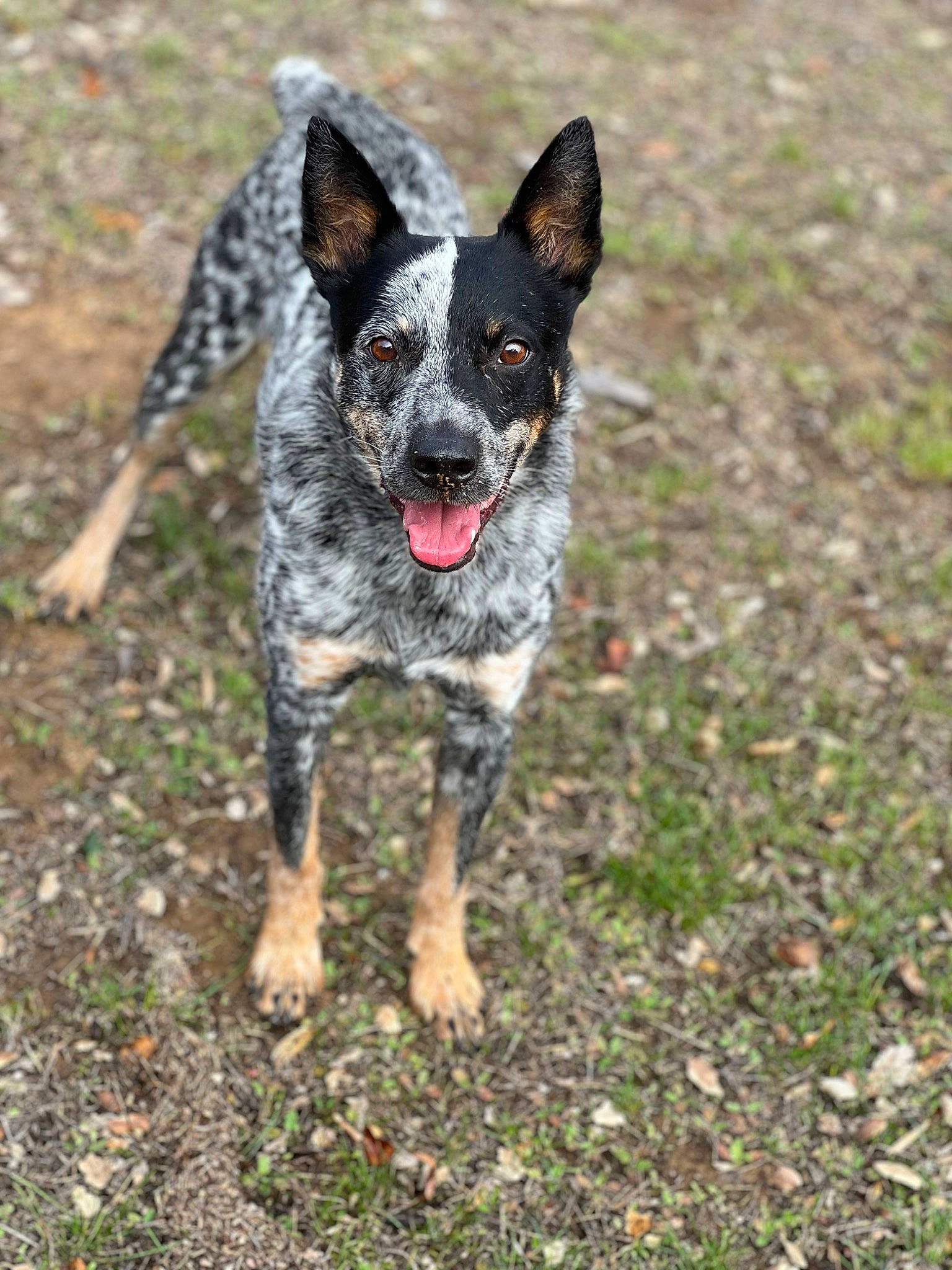 Sparrow is registered to the contest to win money with this photo: australian_stumpy_tail_cattle_dog, canidae, carnivore, companion_dog, dog, dog_breed, fawn, grass, herding_dog, hunting_dog, lycaon_pictus, pattern, pont_audemer_spaniel, snout, soil, sporting_group, terrestrial_animal, working_dog