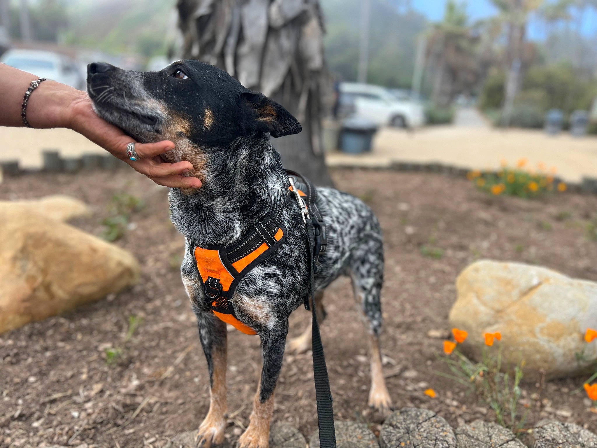Sparrow is registered to the contest to win money with this photo: adventure, canidae, carnivore, collar, companion_dog, dog, dog_breed, dog_collar, dog_supply, fawn, grass, guard_dog, leash, plant, snout, soil, sporting_group, tree, working_animal, working_dog