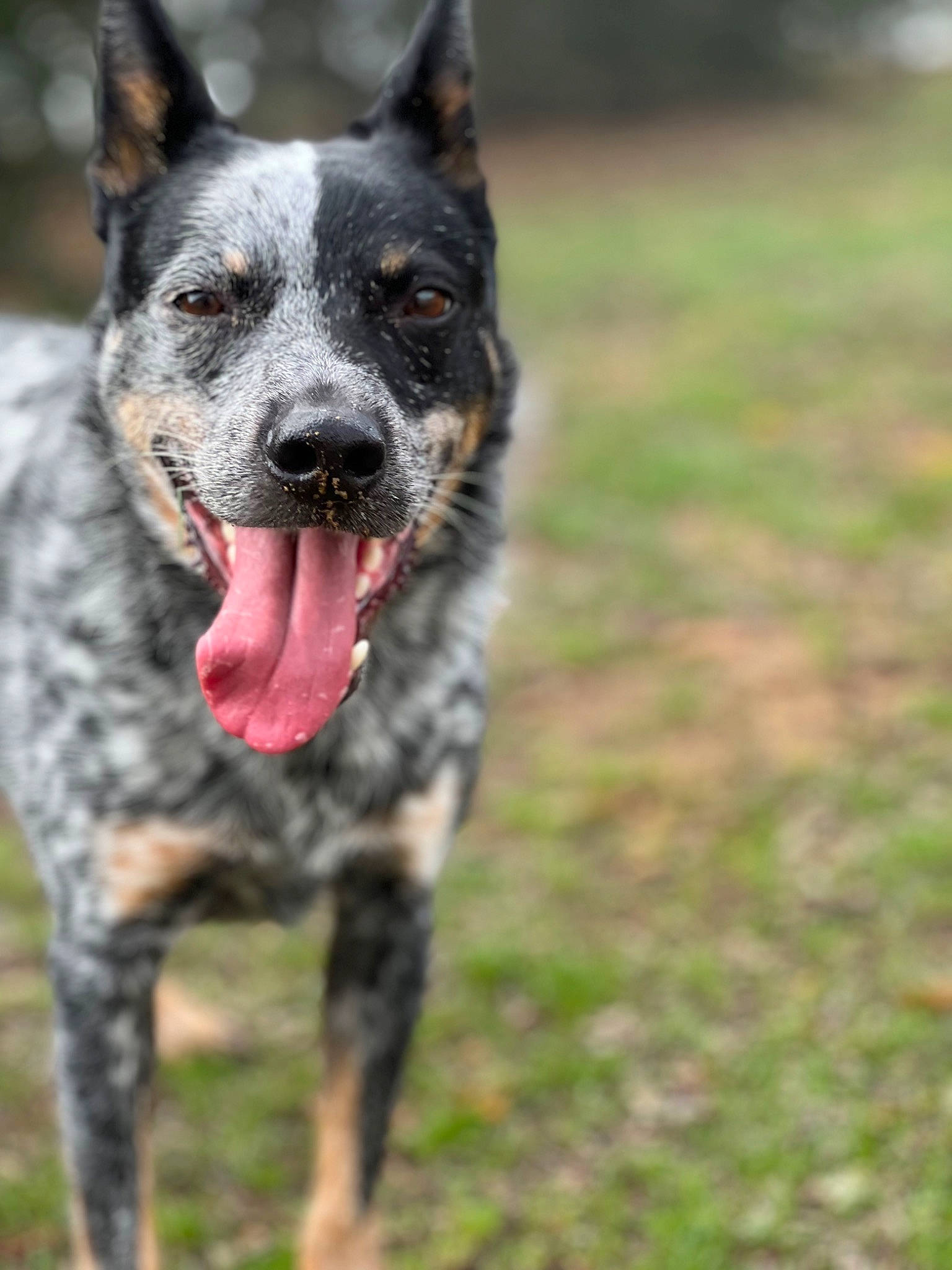 Sparrow joined the competition — help win amazing prizes! australian_stumpy_tail_cattle_dog, canidae, carmine, carnivore, dog, dog_breed, grass, herding_dog, hunting_dog, plant, snout, sporting_group, terrestrial_animal, whiskers, working_animal, working_dog
