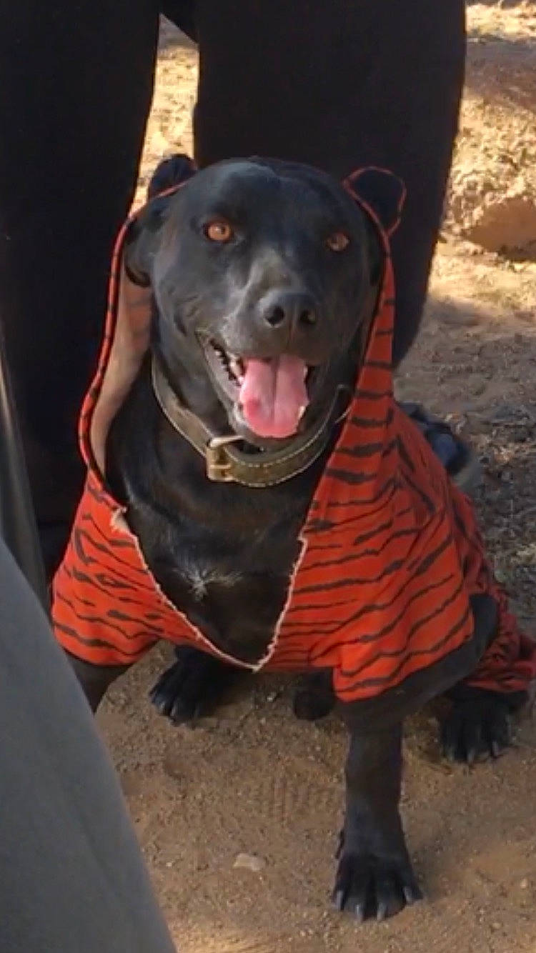 Vader joined the competition — help win amazing prizes! canidae, carnivore, collar, companion_dog, dog, dog_breed, dog_collar, dog_supply, fawn, fur, guard_dog, molosser, non_sporting_group, pet_supply, snout, sporting_group, terrestrial_animal, whiskers, working_animal, working_dog