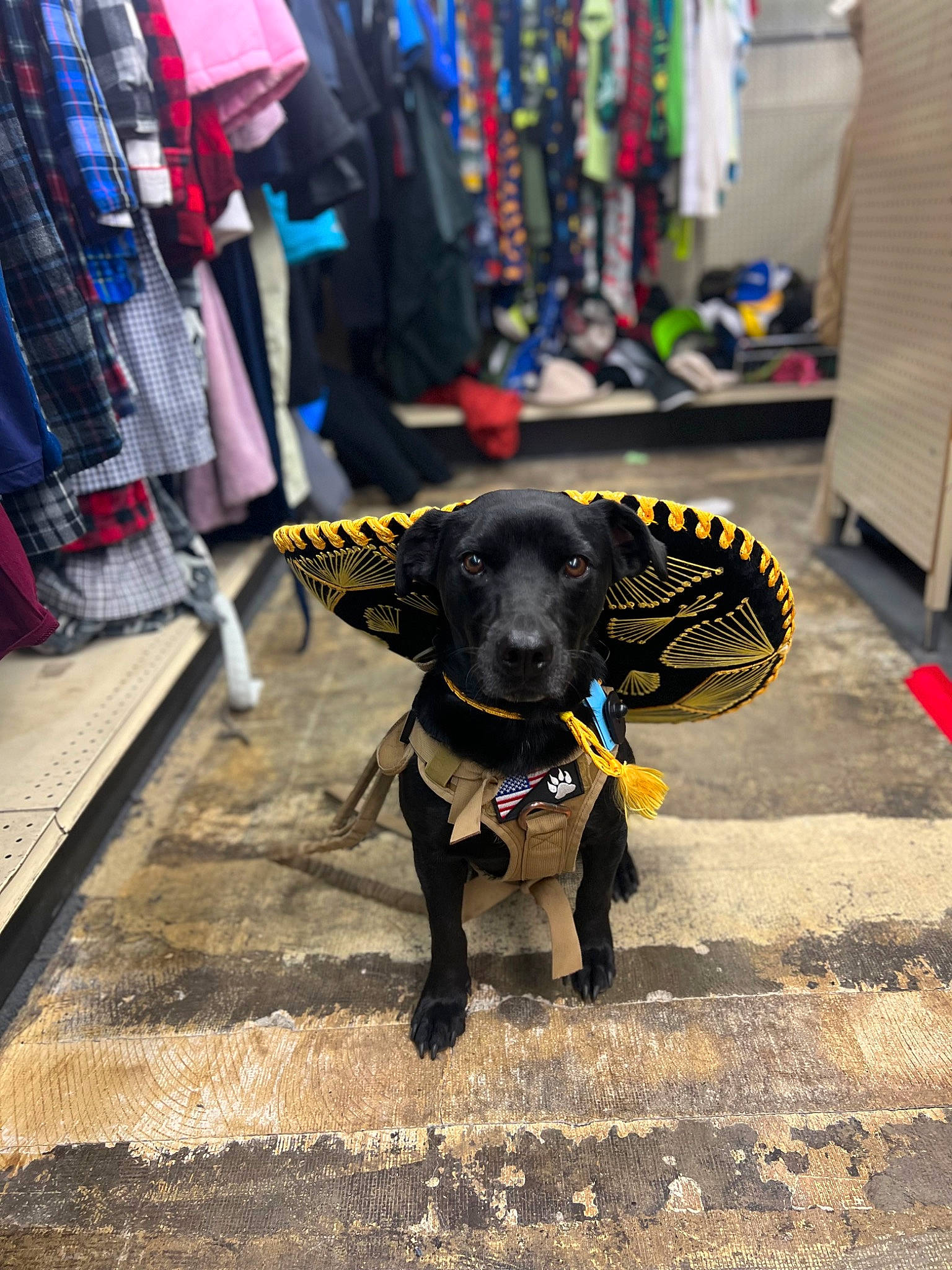 Vader joined the competition — help win amazing prizes! canidae, carnivore, city, collar, companion_dog, dog, dog_breed, dog_collar, fashion_accessory, flooring, fur, guard_dog, leash, retriever, snout, sporting_group, street, tail, working_animal, working_dog