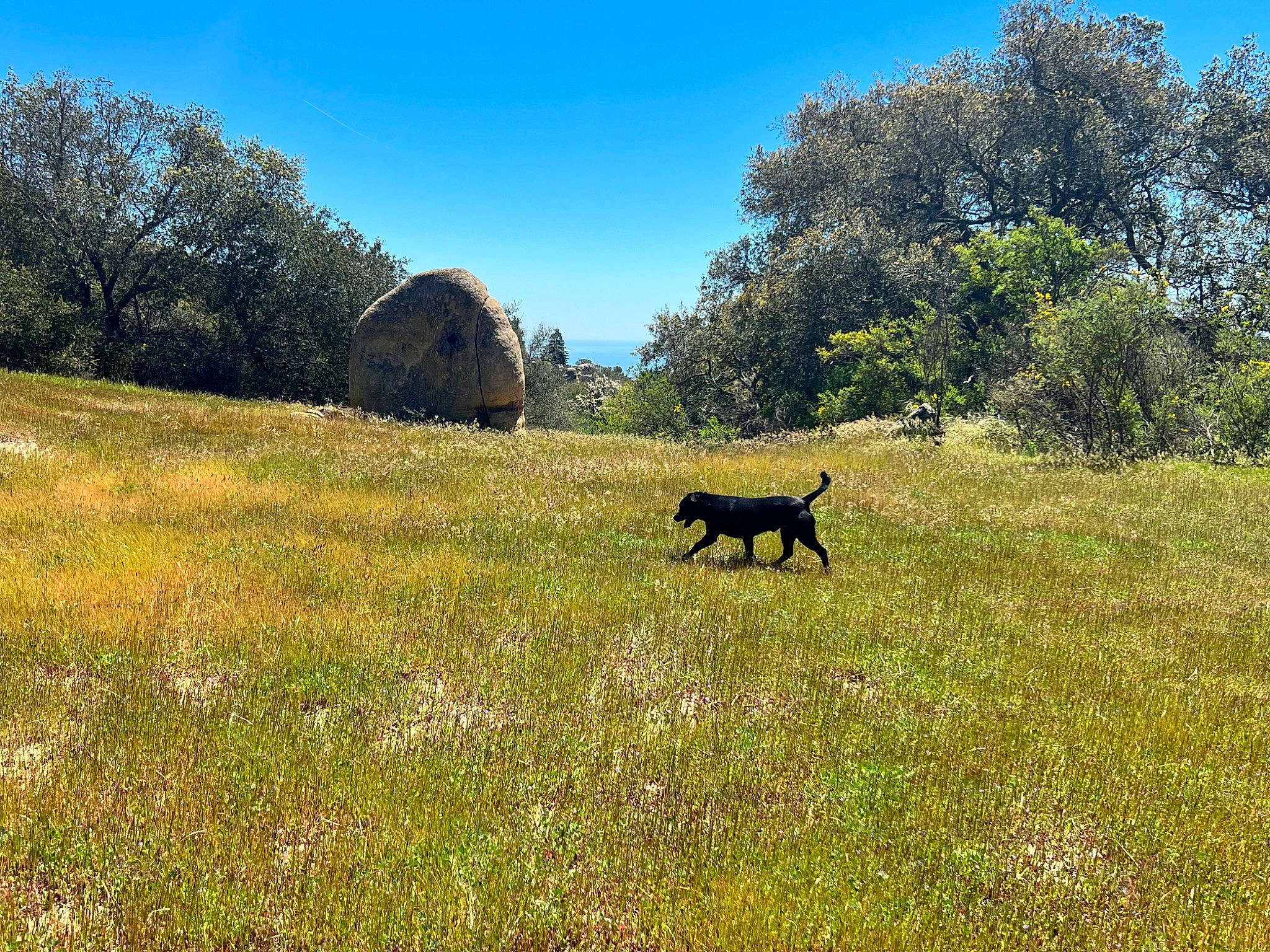 Vader joined the competition — help win amazing prizes! carnivore, dog, dog_breed, fawn, grass, grass_family, grassland, grazing, hill, landscape, natural_landscape, pasture, plant, prairie, sky, tail, terrestrial_animal, tints_and_shades, tree, working_animal