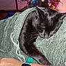 cat, black_cat, sleeping, sleepy, blanket, cozy, christmas_tree, holiday, colorful_lights, indoors, person, face, whiskers, fur, pet, cuddling, watch, arm, portrait, festive