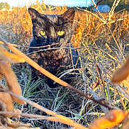 Harrison is registered to the contest to win money with this photo: cat, black_cat, animal, pet, feline, green_eyes, outdoors, grass, weeds, meadow, field, wildlife, nature, golden_hour, sunlight, close_up, crouching, camouflage, portrait, alert