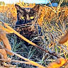 cat, black_cat, animal, pet, feline, green_eyes, outdoors, grass, weeds, meadow, field, wildlife, nature, golden_hour, sunlight, close_up, crouching, camouflage, portrait, alert