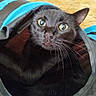 Harrison is registered to the contest to win money with this photo: black_cat, cat, feline, pet, animal, green_eyes, whiskers, ears, fur, close_up, portrait, staring, wide_eyed, laundry_basket, blanket, fabric, indoors, home, cozy, funny