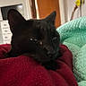 Harrison is registered to the contest to win money with this photo: cat, black_cat, pet, animal, feline, portrait, close_up, face, eyes, ears, whiskers, fur, black_fur, lying_down, resting, blanket, red_blanket, quilt, bedroom, indoors
