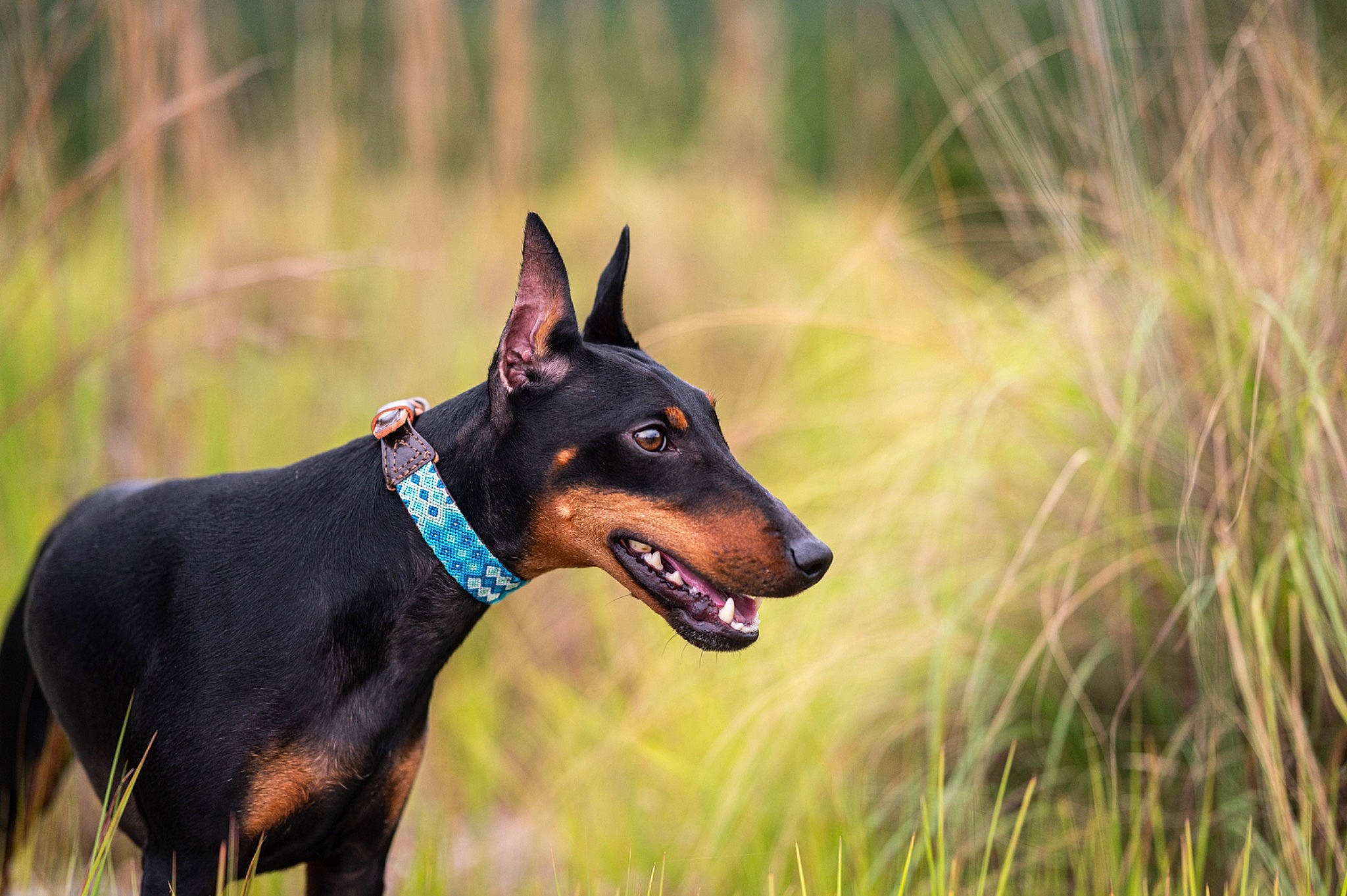 Fonz joined the competition — help win amazing prizes! australian_kelpie, beauceron, black_and_tan_terrier, canidae, carnivore, dobermann, dog, dog_breed, english_toy_terrier, german_pinscher, guard_dog, mammal, manchester_terrier, miniature_pinscher, pinscher, rare_breed_dog, snout, toy_manchester_terrier, vertebrate, working_dog