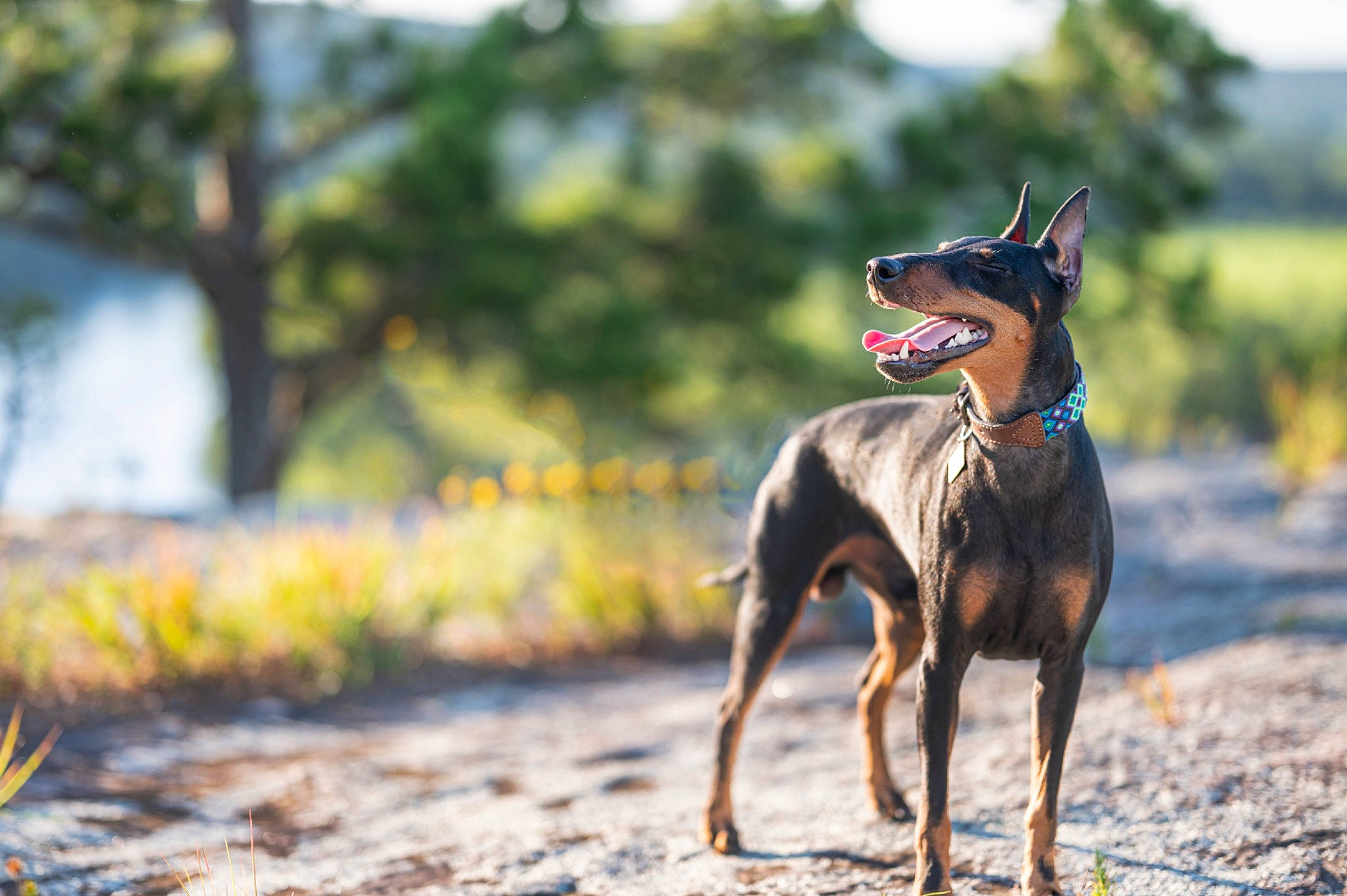 Fonz joined the competition — help win amazing prizes! canidae, carnivore, dobermann, dog, dog_breed, english_toy_terrier, german_pinscher, guard_dog, hunting_dog, mammal, manchester_terrier, miniature_pinscher, pinscher, prazsky_krysarik, toy_manchester_terrier, vertebrate, working_dog