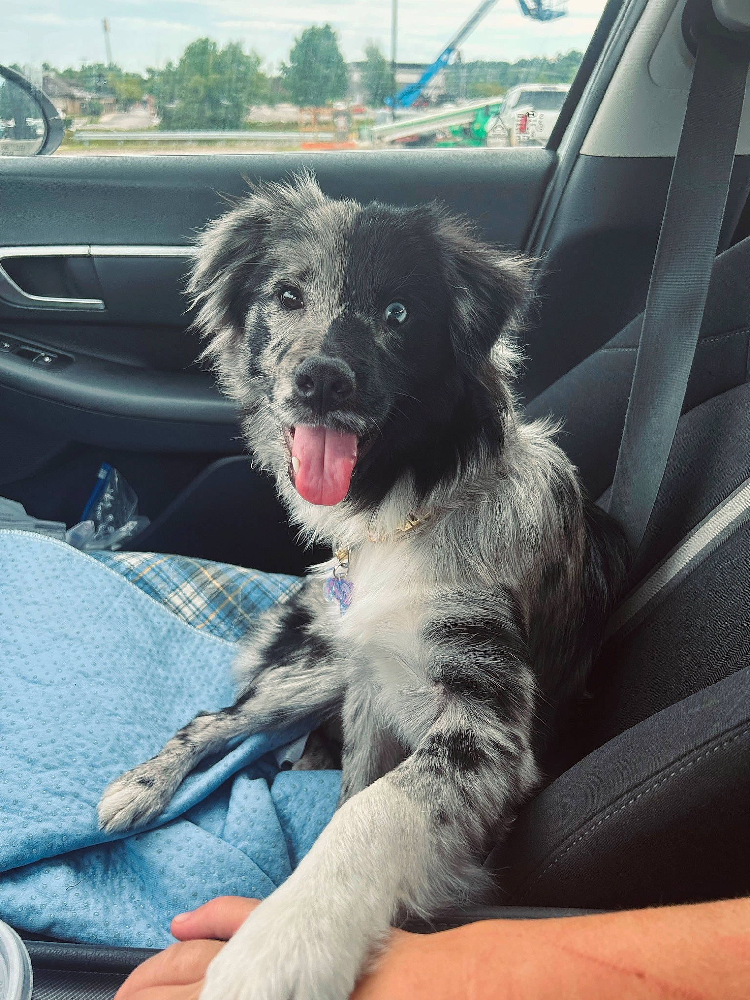 Stormi is registered to the contest to win money with this photo: automotive_exterior, automotive_tire, car, carnivore, companion_dog, dog, dog_breed, dog_collar, door, foot, fur, motor_vehicle, sky, snout, sporting_group, tints_and_shades, vehicle, vehicle_door, window, windshield