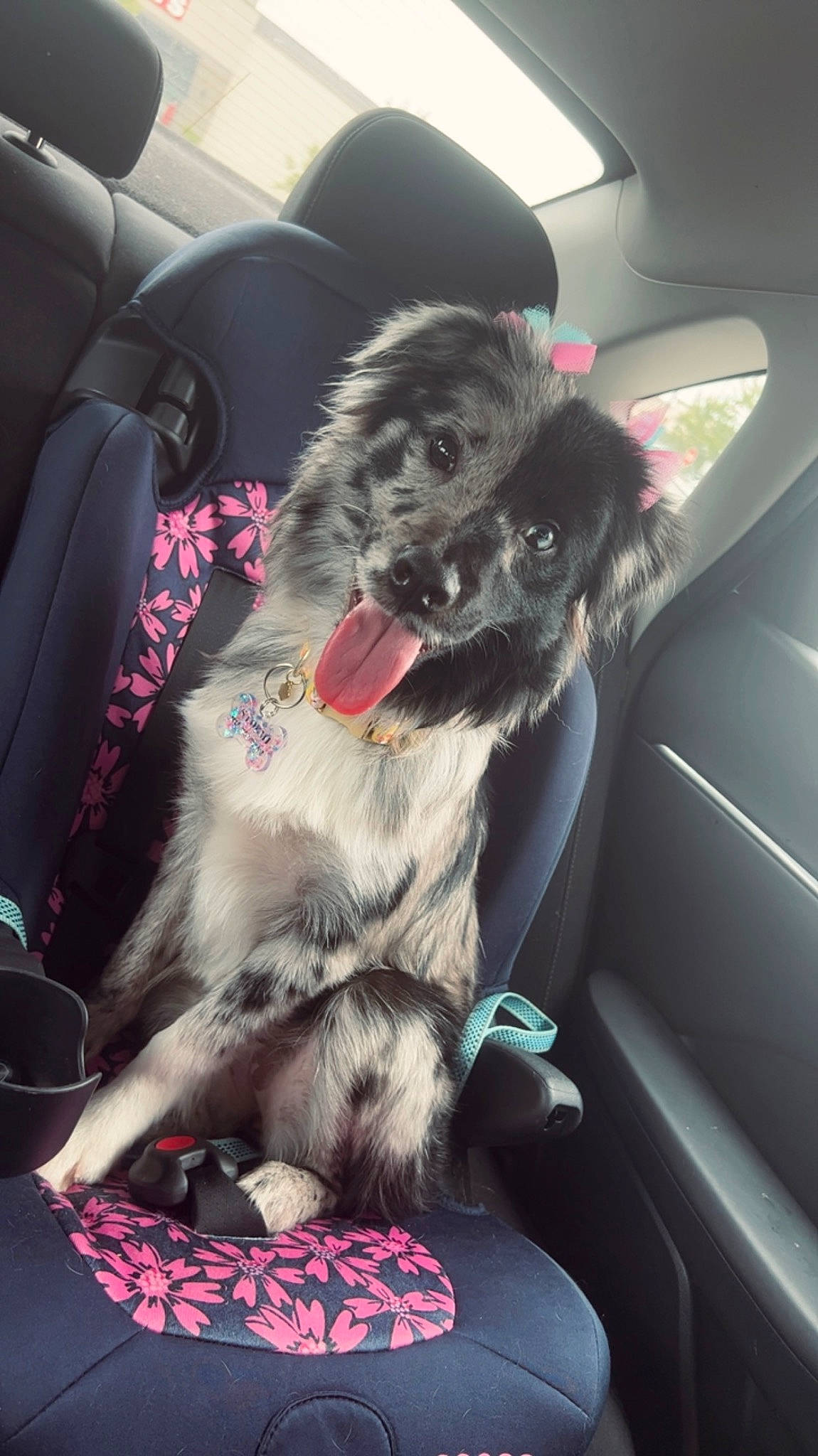 Stormi joined the competition — help win amazing prizes! auto_part, automotive_design, automotive_exterior, car, car_seat, car_seat_cover, carnivore, companion_dog, dog, dog_breed, family_car, head_restraint, motor_vehicle, seat_belt, snout, sporting_group, toy_dog, vehicle, vehicle_door, window