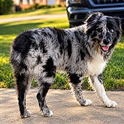 Stormi joined the competition — help win amazing prizes! dog, border_collie, black_and_white, fluffy, long_hair, standing, outdoors, sidewalk, grass, suburban, neighborhood, parked_car, sunlight, portrait, pet, animal, open_mouth, tongue, alert, happy