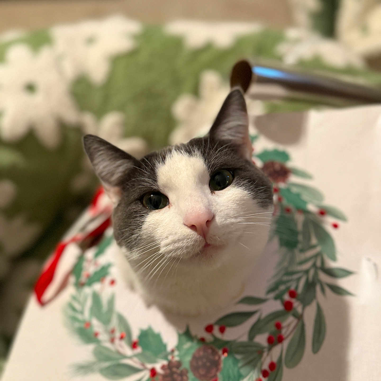 Matina joined the competition — help win amazing prizes! abyssinian, angora, animal, applique, blanket, cat, embroidery, flower, furniture, homedecor, kitten, linen, manx, pattern, pet, quilt, siamese, stitch, tablecloth, towel