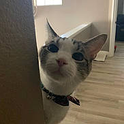 Frosty The Cat joined the competition — help win amazing prizes! animal, bow_tie, cat, collar, curious, cute, domestic, ears, feline, floor, home, indoor, light, peeking, pet, playful, shadow, wall, whiskers, window