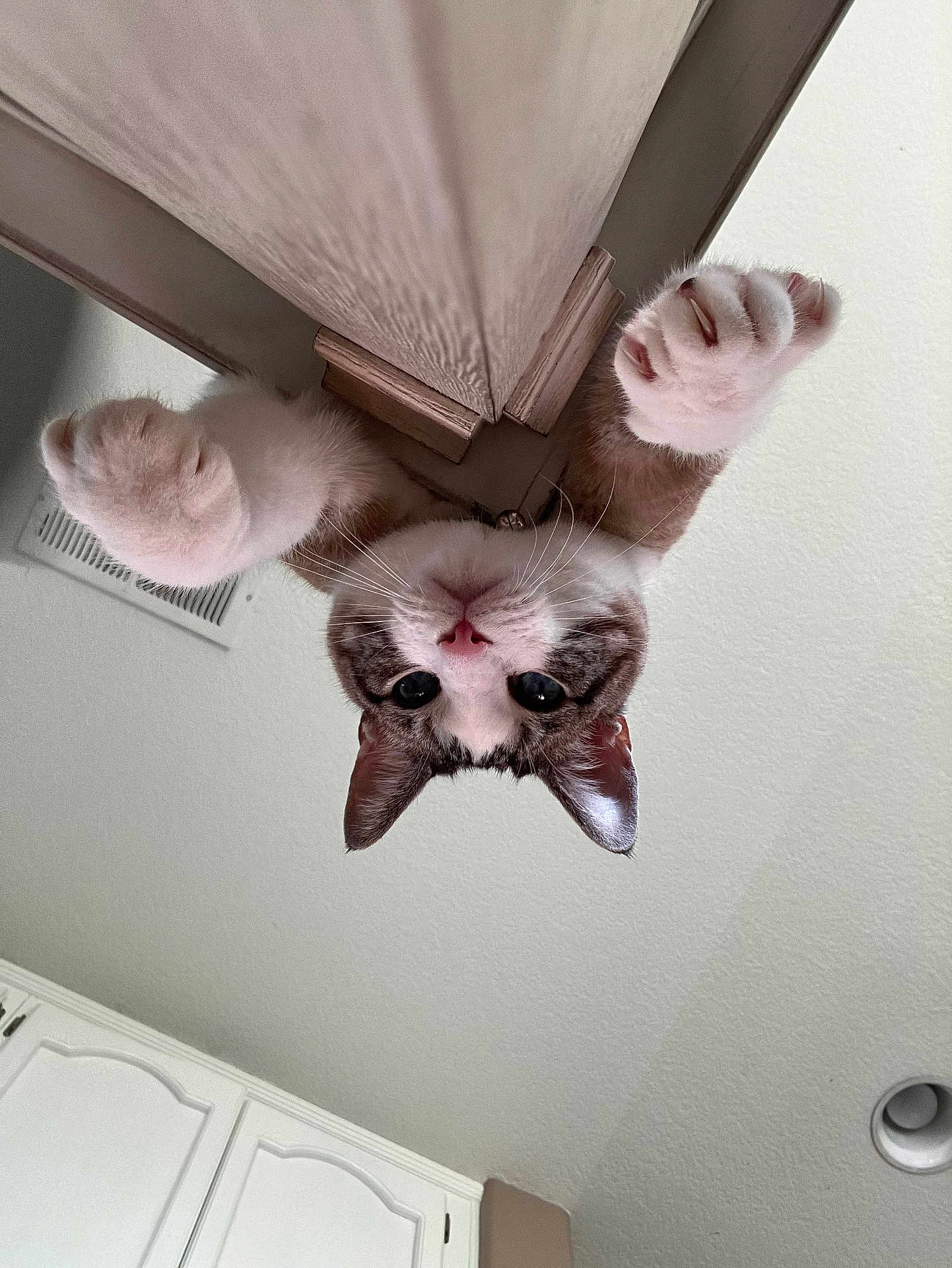 Frosty The Cat
