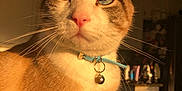 Frosty The Cat is registered to the contest to win money with this photo: animal, bell, blue_eyes, calm, cat, close_up, collar, computer, domestic_animal, face, feline, fur, indoor, kitchen, laptop, pet, pink_nose, portrait, sunlight, whiskers