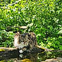 animal, cat, close_up, crouching, curious, daylight, fur, green_eyes, greenery, moss, nature, outdoor, plants, pond, stone, tabby, tongue_out, water_reflection, whiskers, wildlife