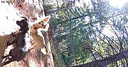 Max is registered to the contest to win money with this photo: cat, cats, feline, animals, pet, outdoor, forest, tree, tree_trunk, climbing, adventure, nature, wildlife, fur, black_cat, orange_cat, tabby, vertical, sunlight, canopy
