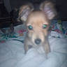 Max joined the competition — help win amazing prizes! puppy, dog, canine, pet, animal, face, snout, nose, eyes, ears, close_up, blurry, low_light, indoors, bed, blanket, colorful, portrait, curious, cute