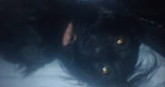 Calliope is registered to the contest to win money with this photo: cat, black_cat, animal, pet, feline, glowing_eyes, dark, blurry, low_light, night, shadow, close_up, fur, whiskers, mysterious, indoor, bed, blanket, portrait, photograph