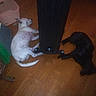 Calliope is registered to the contest to win money with this photo: dog, puppy, white_dog, black_dog, pets, animals, lying_down, sleeping, wooden_floor, indoor, home, fan, basket, laundry, furniture, playful, relaxed, floor, photograph, companions