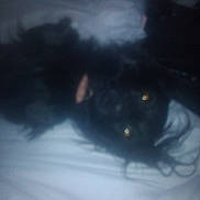 Calliope is registered to the contest to win money with this photo: cat, black_cat, animal, pet, feline, glowing_eyes, dark, low_light, blurry, indoor, shadow, night, close_up, fur, whiskers, mysterious, mammal, crouching, eye_shine, photograph