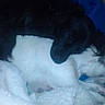 Calliope is registered to the contest to win money with this photo: cat, cats, black_cat, white_cat, sleeping, lying_down, pet, animals, fur, fluffy, blanket, bed, cozy, indoors, nap, relaxed, cuddling, dark_lighting, blue_tint, home