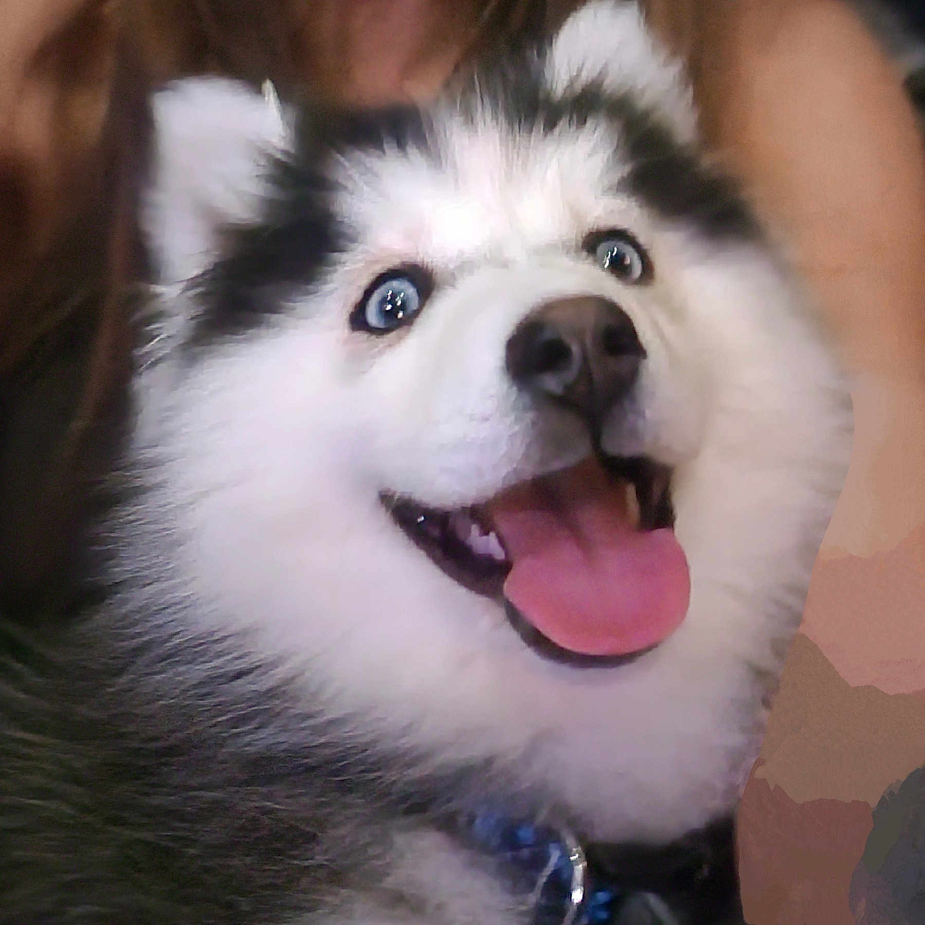 Nisha joined the competition — help win amazing prizes! animal, blue_eyes, canine, close_up, collar, cute, dog, domestic_animal, face, fluffy, friendly, fur, happy, husky, indoors, pet, portrait, puppy, smiling, tongue_out