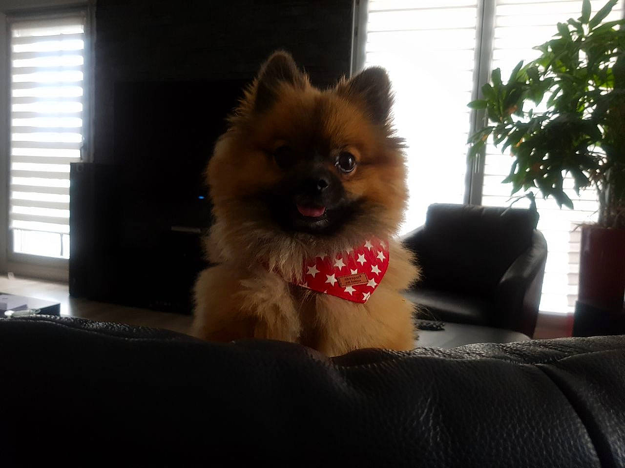 Champagne a rejoint le concours — aidez-le/la à gagner de superbes lots ! canidae, carnivore, companion_dog, dog, dog_breed, fawn, german_spitz, german_spitz_klein, german_spitz_mittel, mammal, non_sporting_group, pomeranian, puppy, snout, spitz, toy_dog, vertebrate, volpino_italiano