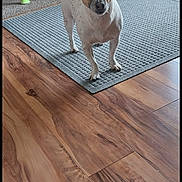 Sadie is registered to the contest to win money with this photo: dog, indoor, rug, wooden_floor, crutches, doorway, natural_light, pet, brown_and_white, small_dog, carpet, floor, animal, canine, domestic, standing, looking, ears, quiet, home
