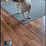 dog, indoor, rug, wooden_floor, pet, animal, curious, small_dog, brown_and_white, flooring, home_interior, door, natural_light, looking_away, animal_portrait, domestic_animal, quiet, calm, standing, house