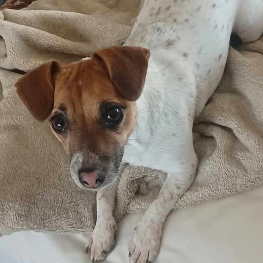 Sadie joined the competition — help win amazing prizes! animal, bed, blanket, brown_head, cozy, curious, cute, dog, ears, fur, indoor, looking_up, nail_claws, paws, pet, puppy, resting, snout, speckled, white_body