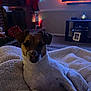 Sadie is registered to the contest to win money with this photo: dog, blanket, indoor, cozy, holiday, christmas_stockings, fireplace, lights, decorations, carpet, furniture, television, photo_frame, table, pet, relaxed, warm_lighting, living_room, festive, comfort