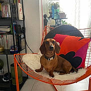 Théodore a rejoint le concours — aidez-le/la à gagner de superbes lots ! animal, architecture, building, canine, chair, cushion, dog, dogbed, furniture, homedecor, hound, indoors, interiordesign, linen, livingroom, person, pet, puppy, room, shelf