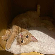 Fox participe au concours pour gagner de l'argent avec cette photo : abyssinian, animal, bed, blanket, box, canine, cat, couch, drawer, furniture, hardwood, indoors, kitten, manx, person, pet, plywood, siamese, sleeping, wood