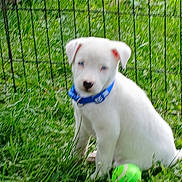 Shadow is registered to the contest to win money with this photo: animal, blurred, canine, collar, cute, dog, fence, fence_background, grass, green_ball, nature, outdoor, pet, playful, puppy, sitting, small_dog, summer, white_dog, young_dog