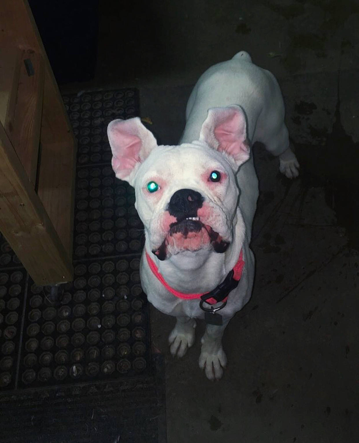 Winter joined the competition — help win amazing prizes! bulldog, carnivore, collar, companion_dog, dog, dog_breed, dog_clothes, dog_collar, dog_supply, ear, fawn, french_bulldog, fur, grey, molosser, snout, toy_dog, whiskers, working_animal, wrinkle