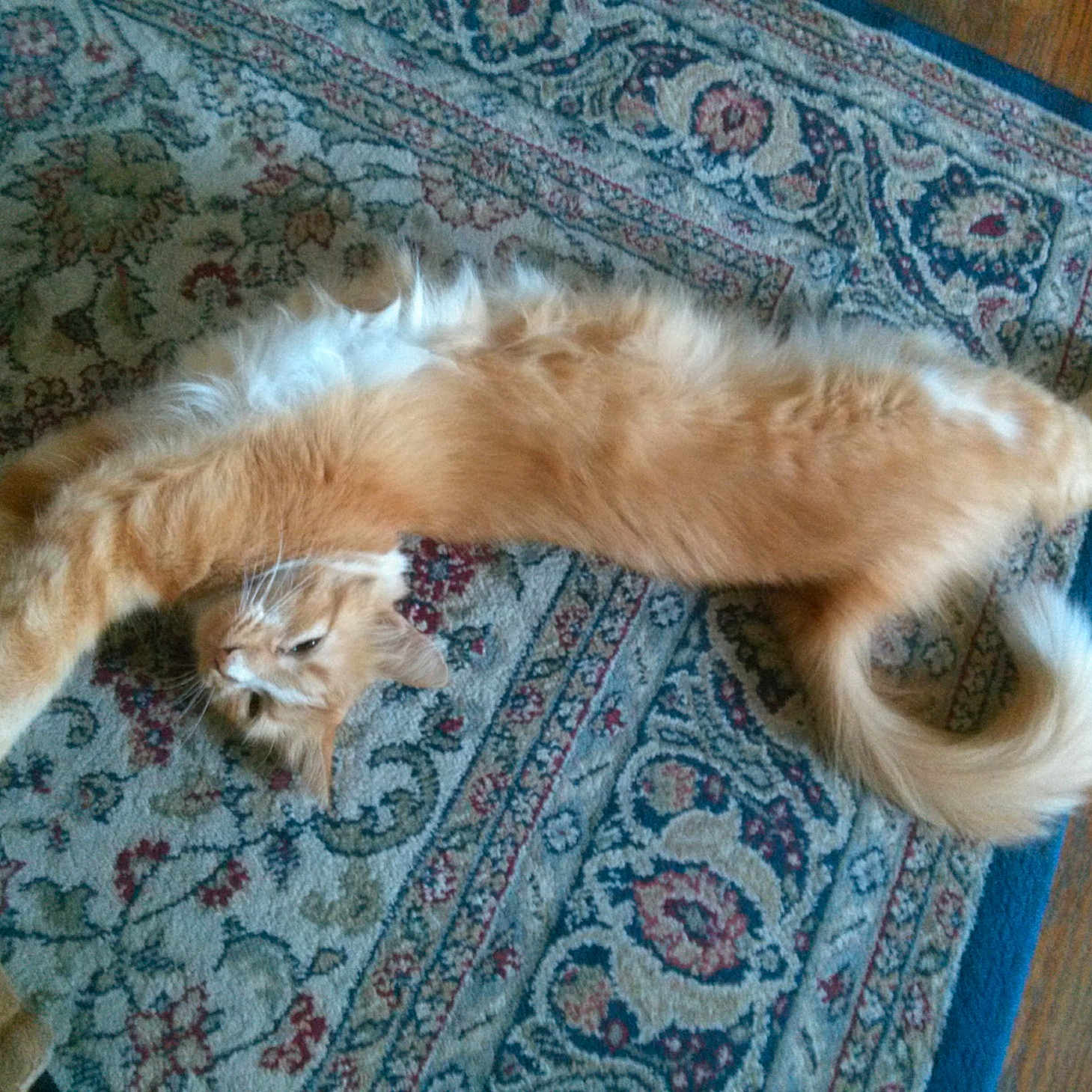 Lucky is registered to the contest to win money with this photo: animal, cat, cute, feline, floor, fluffy, fur, home, indoor, orange_cat, patterned_rug, paw, pet, playful, relaxed, rug, stretch, stretching, tail, whiskers