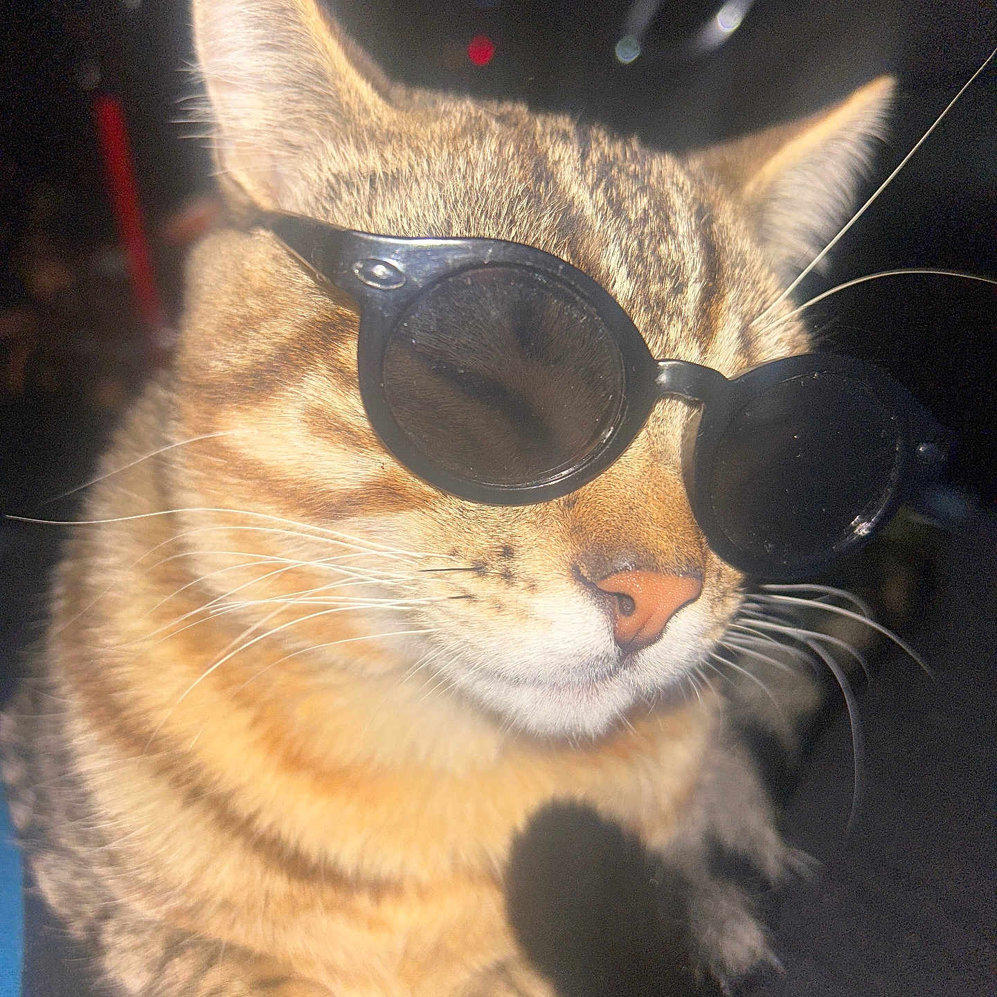 Tommy is registered to the contest to win money with this photo: accessory, animal, cat, closeup, cute, dark_background, ear, face, feline, fur, indoor, muzzle, nose, pet, portrait, relaxed, shadow, sunglasses, tabby_cat, whiskers